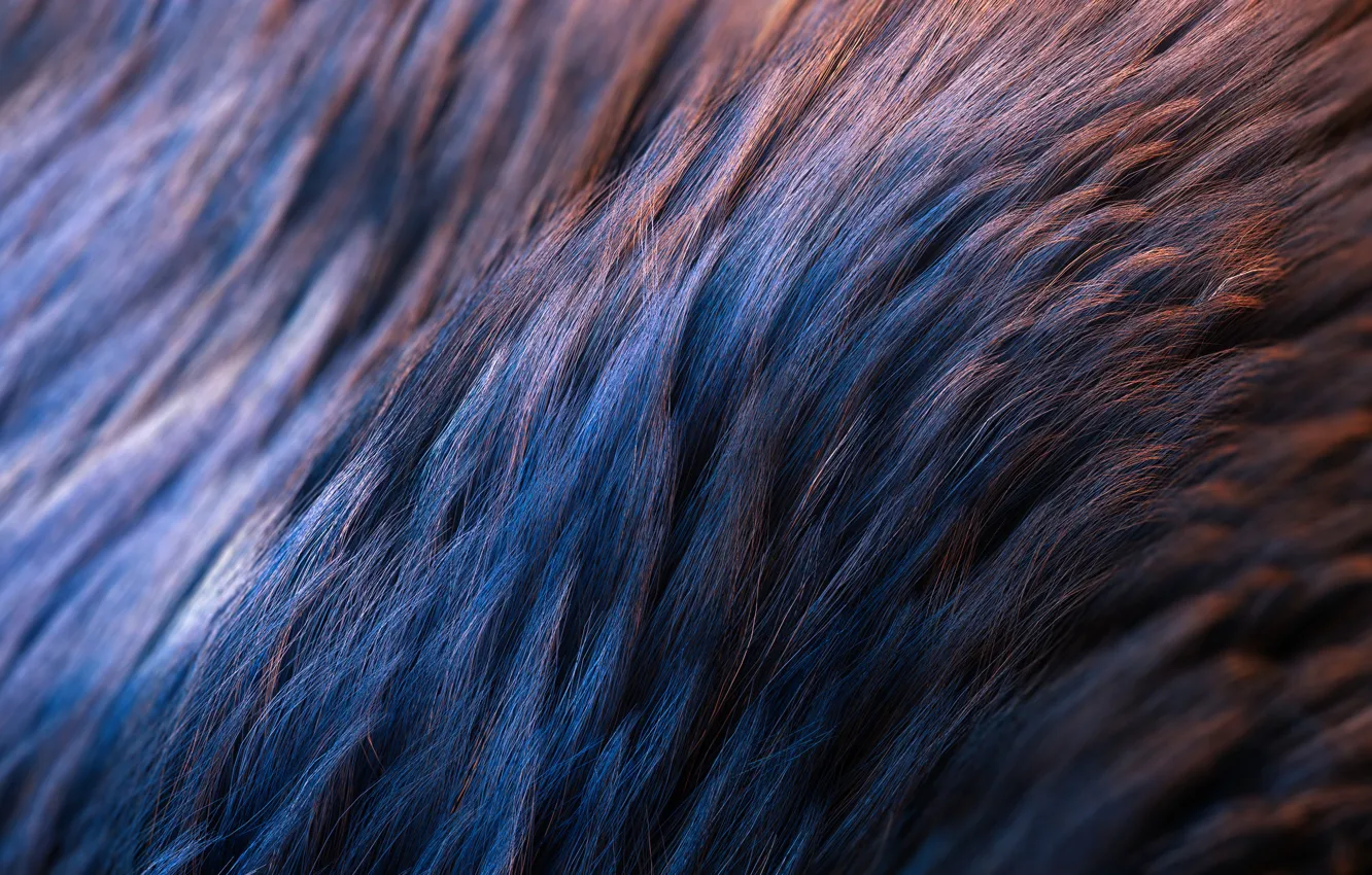 Photo wallpaper light, hair, texture, wool, blue light