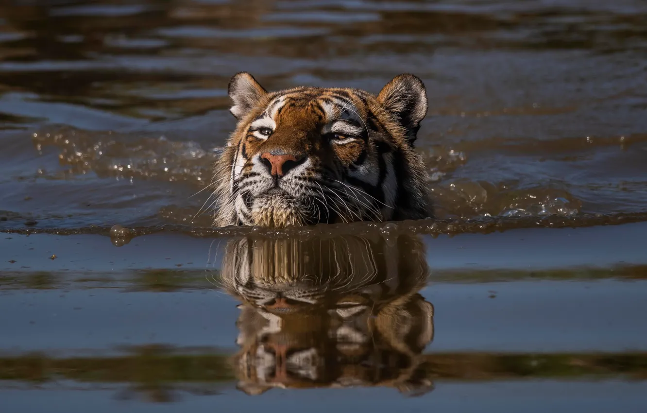 Photo wallpaper face, water, tiger, swim, head, swimmer, wild cat