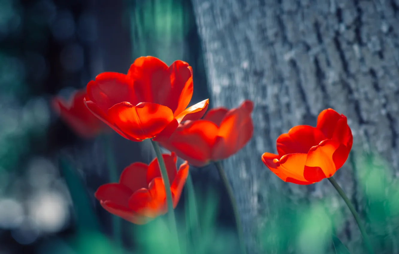 Photo wallpaper red, tulips, bokeh