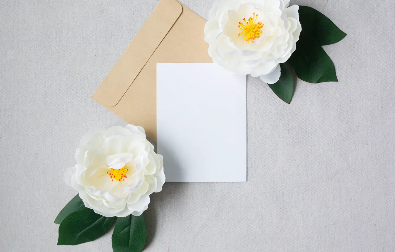 Photo wallpaper leaves, flowers, the envelope, Camellia