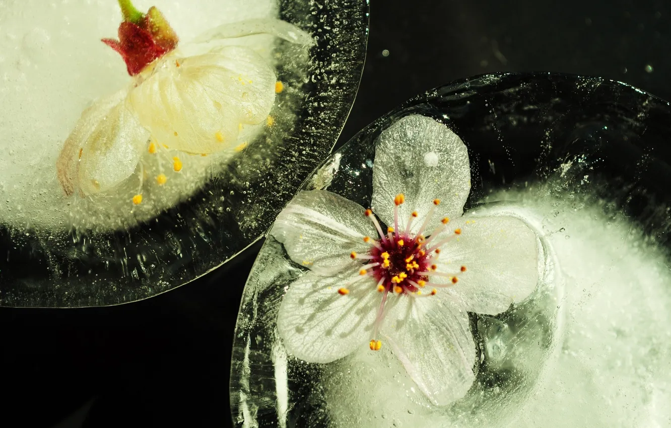 Photo wallpaper ice, water, flowers