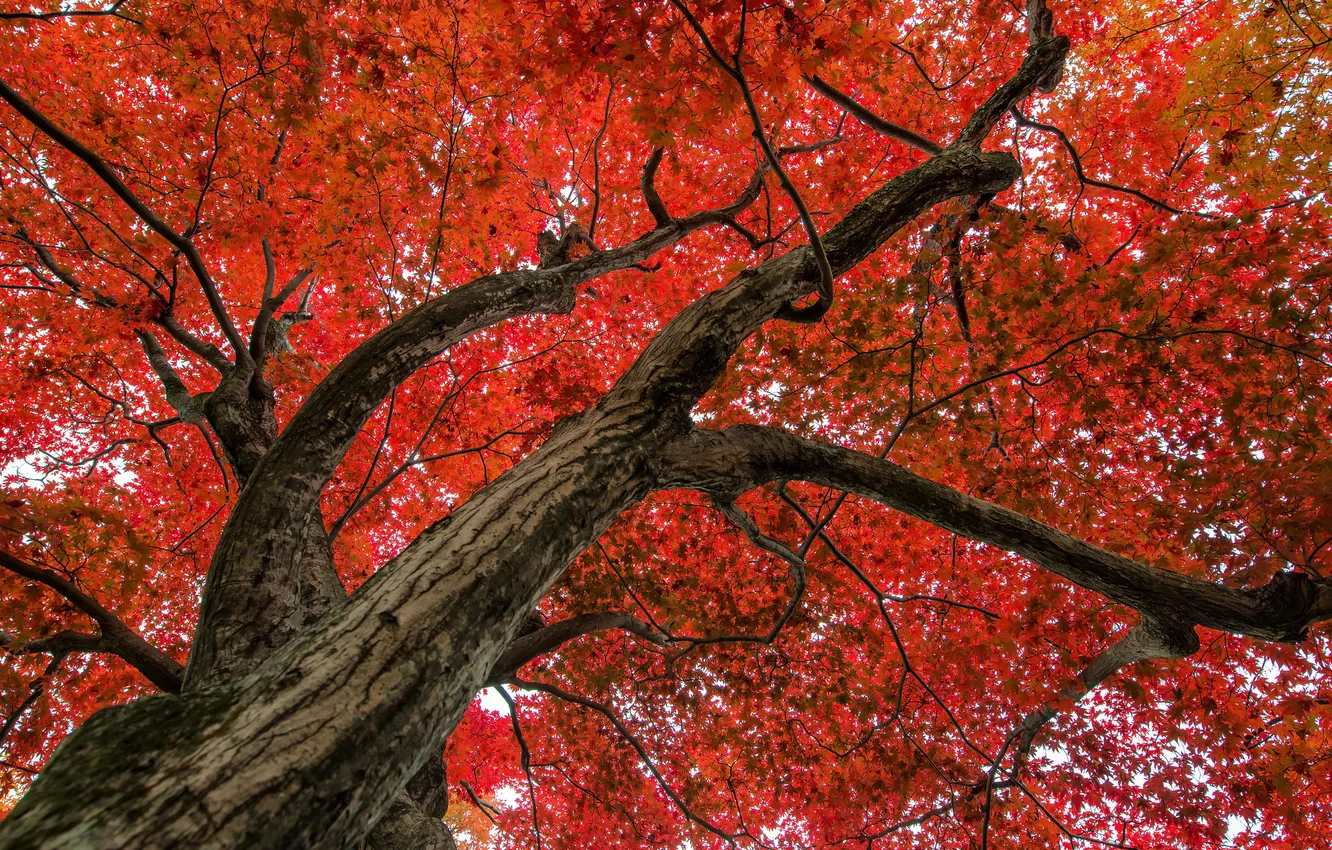 Photo wallpaper leaves, trees, branches, red, nature, maple