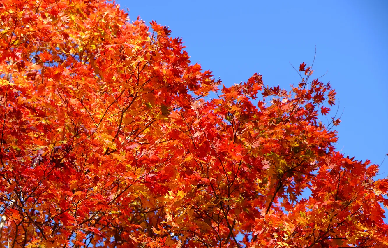 Photo wallpaper autumn, the sky, leaves, trees, the crimson