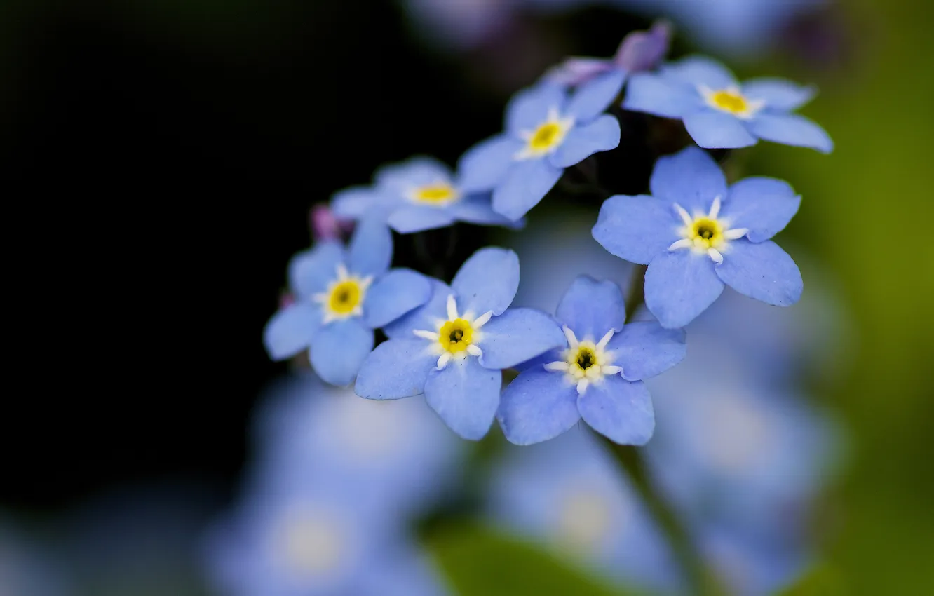 Photo wallpaper summer, flowers, nature, blue, forget-me-nots