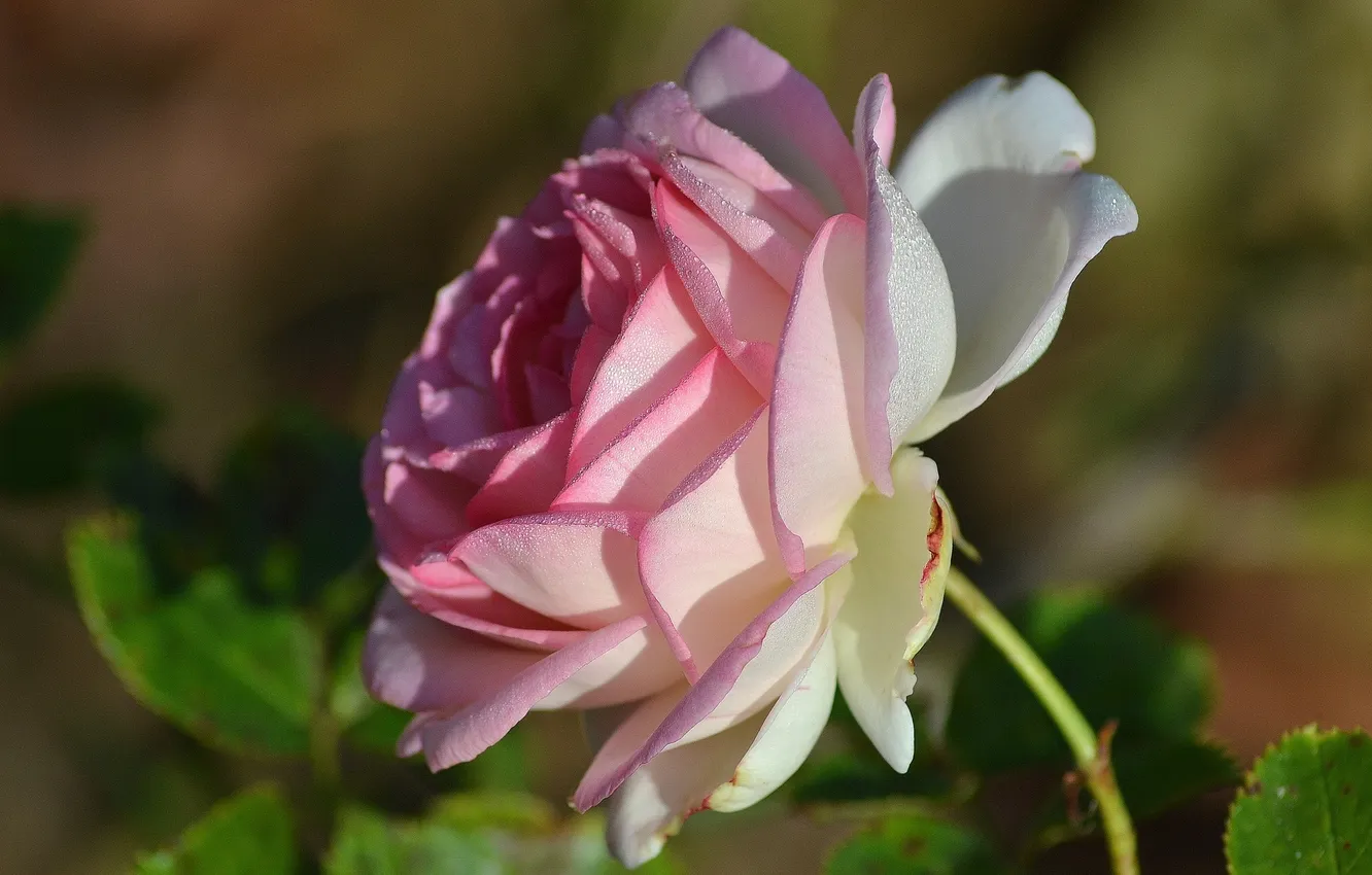 Photo wallpaper macro, roses, petals