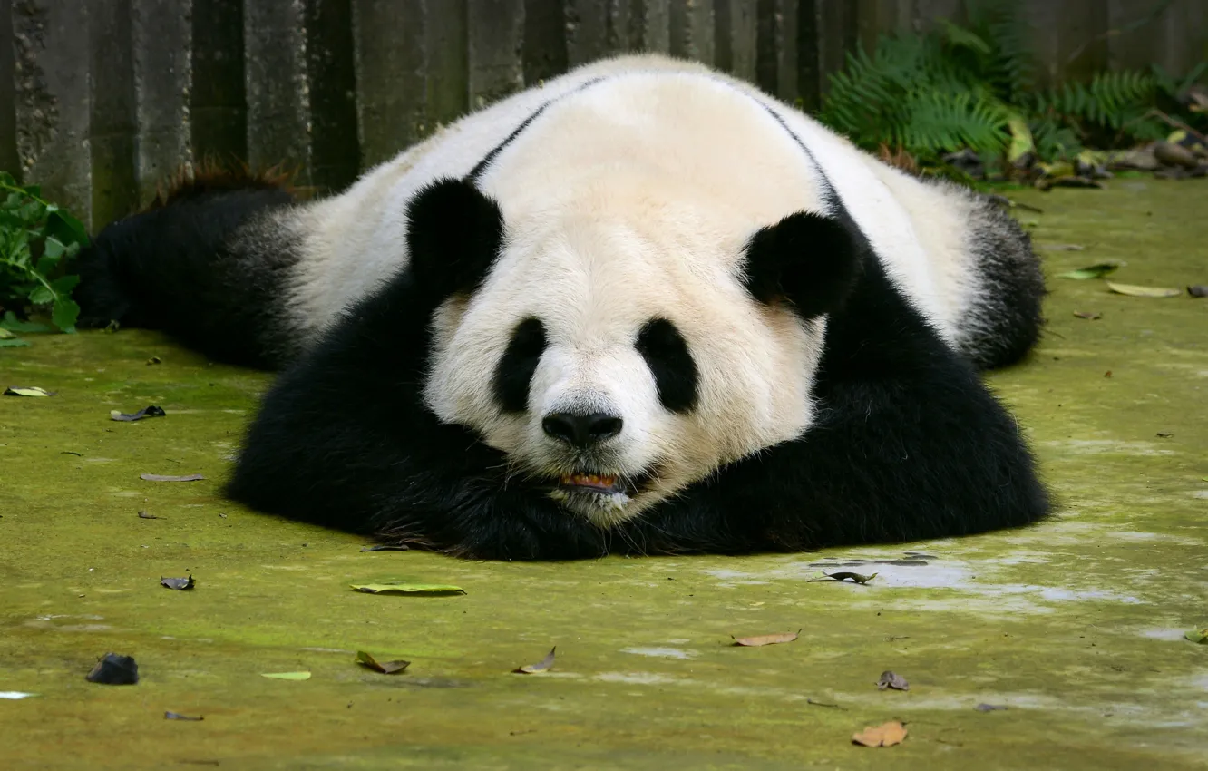 Photo wallpaper bear, Panda, sleeping, Sleep, Bears