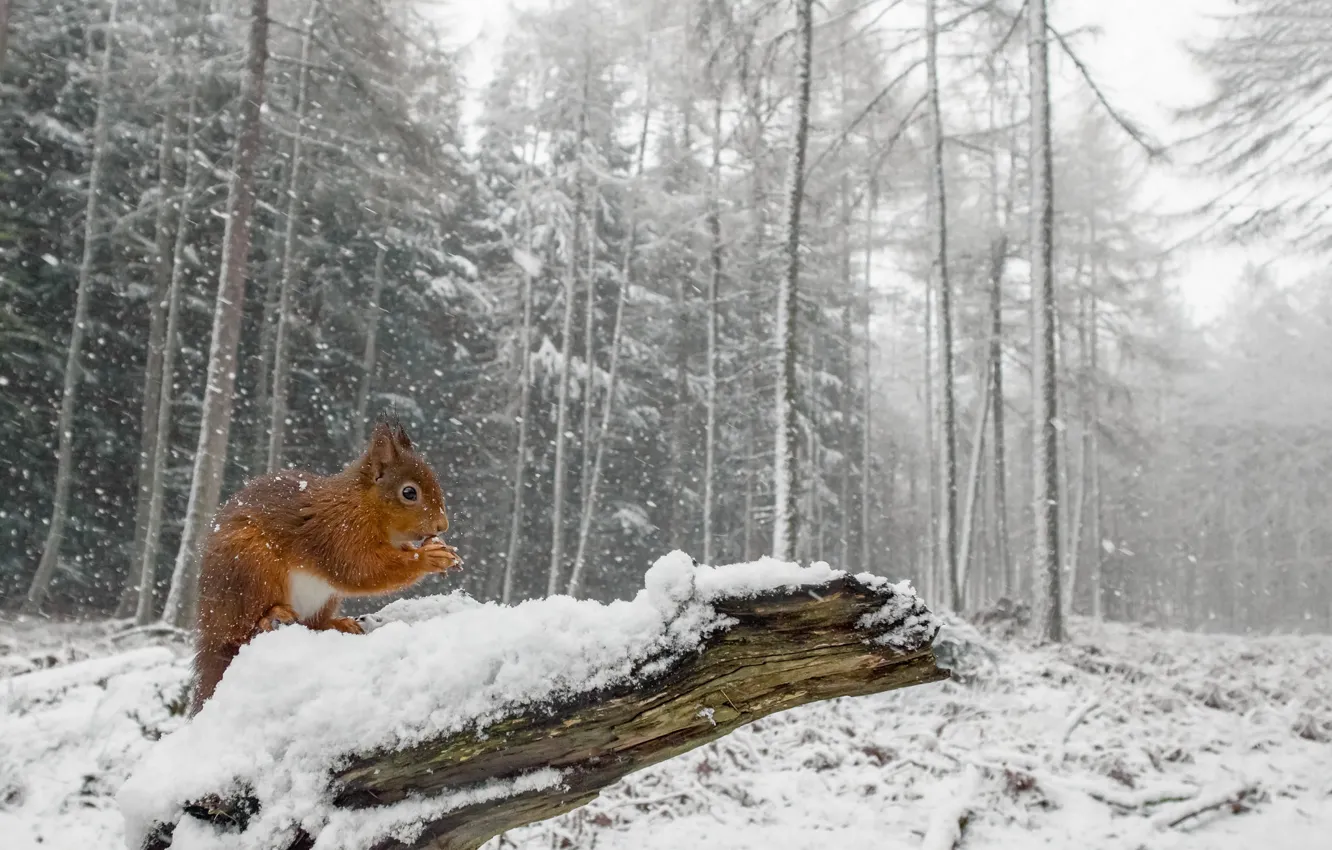 Photo wallpaper nuts, pose, look, snow, snowfall, log, frost, nature