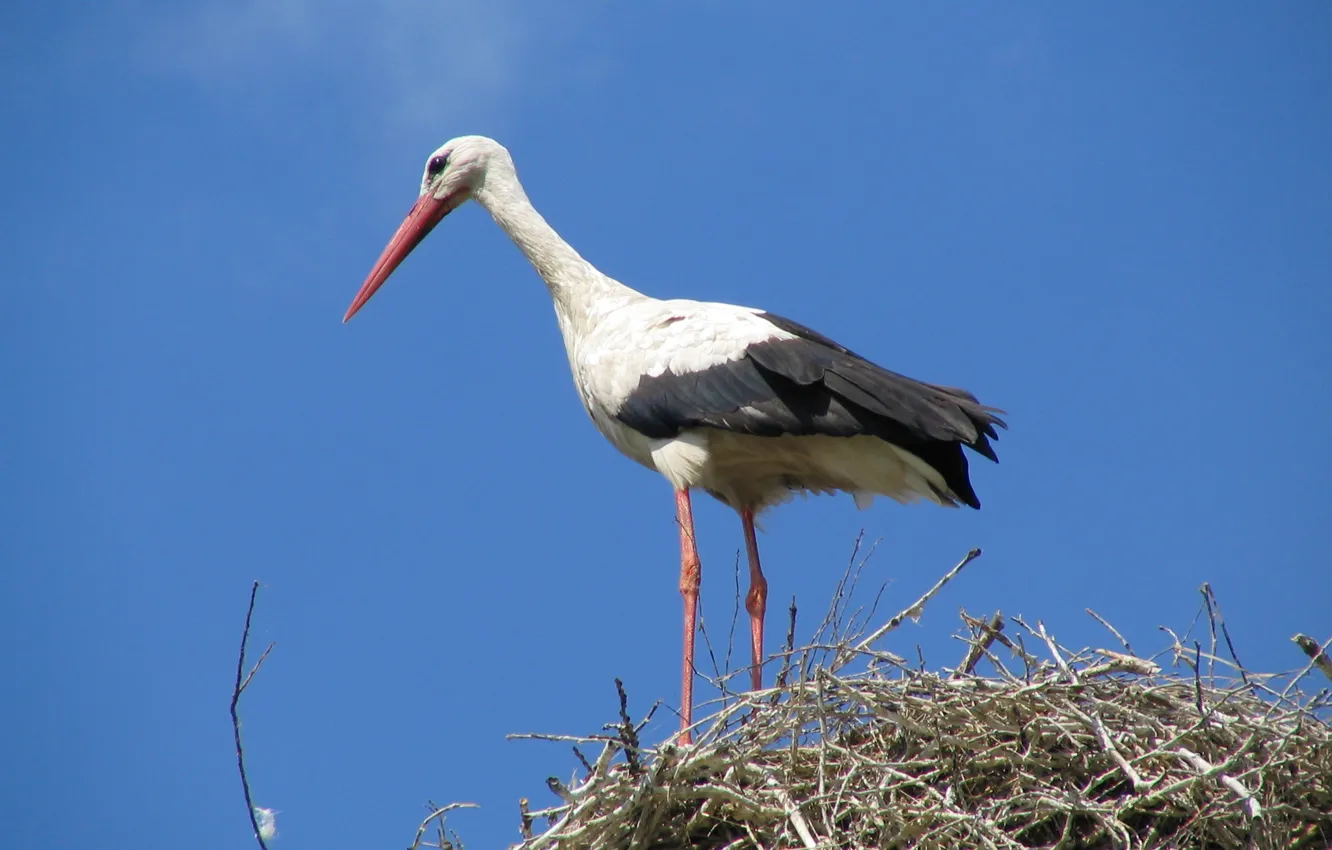 Photo wallpaper look, Poland, socket, observation, blue sky, the area of the Milicz ponds (Stawy Milickie, Milicz …