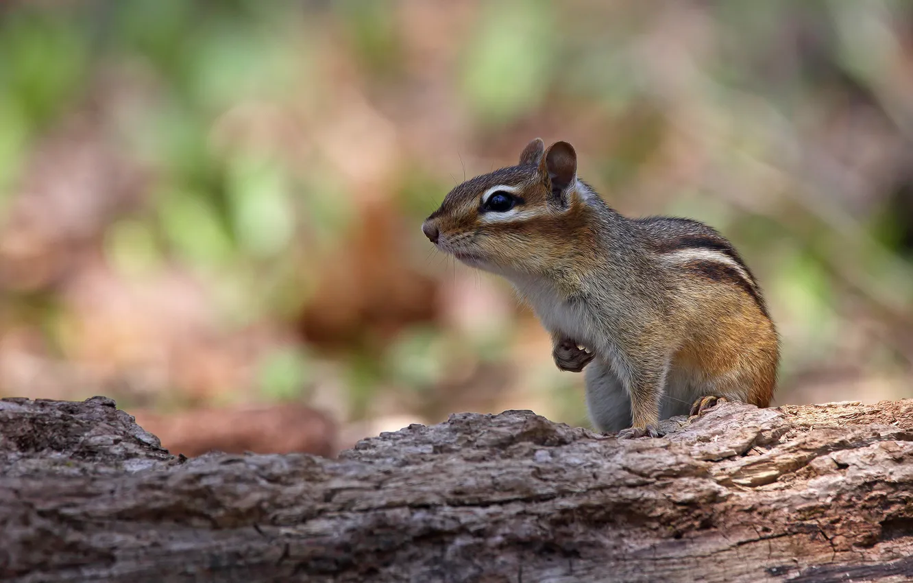 Photo wallpaper background, Chipmunk, log, bark, face, bokeh, animal