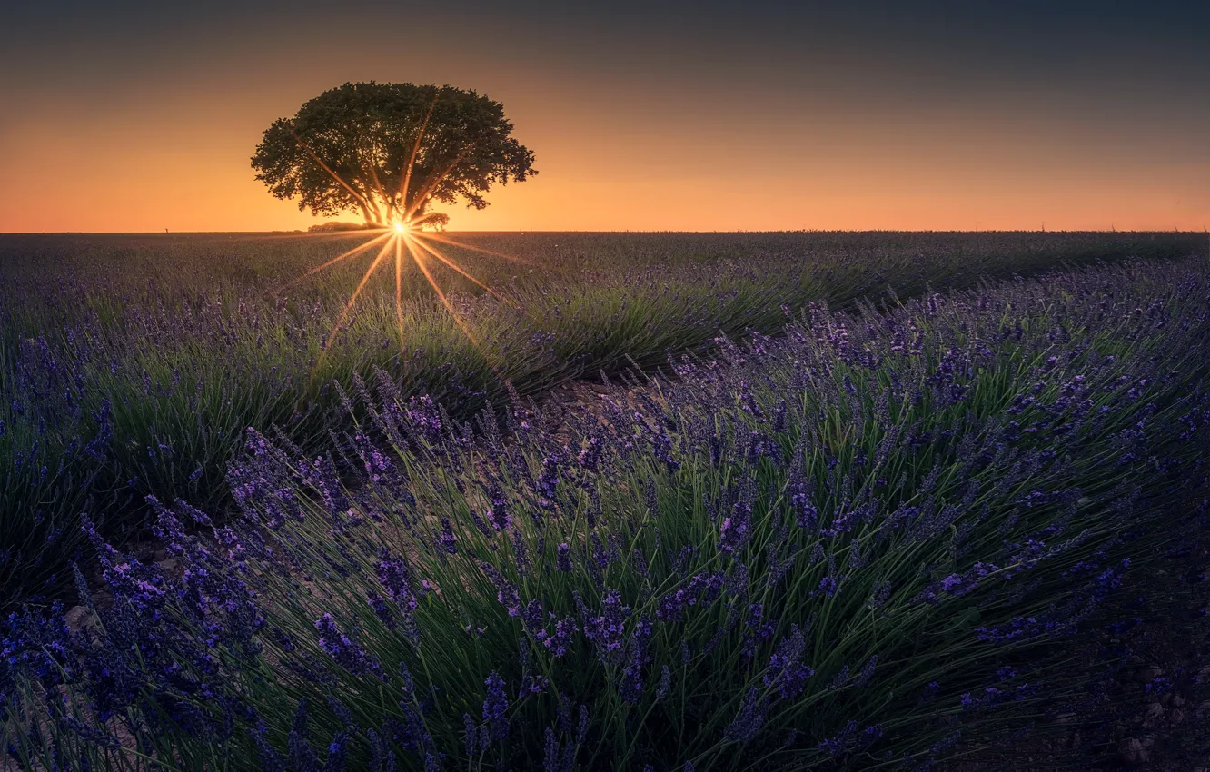 Photo wallpaper trees, lavender, lavender field