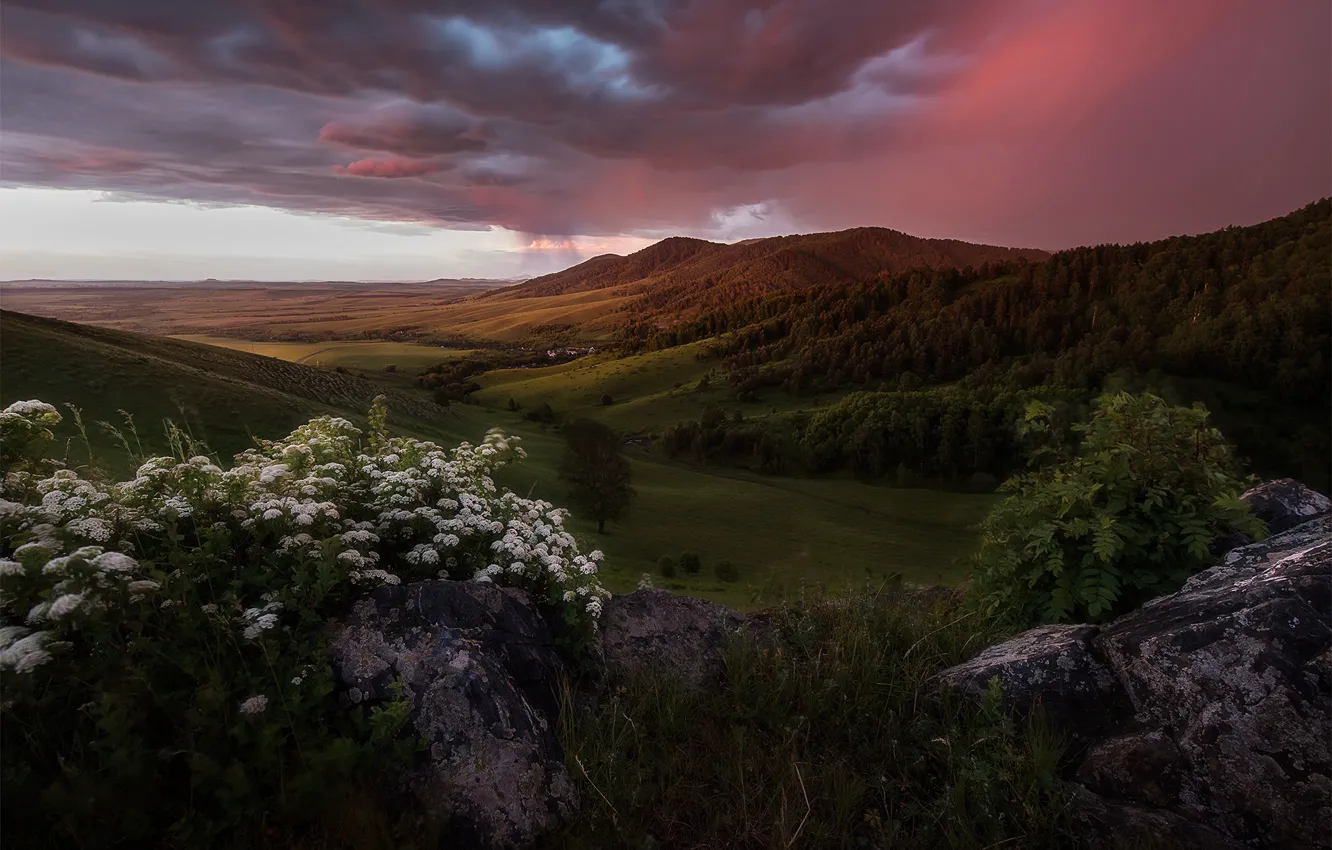 Photo wallpaper the storm, greens, forest, summer, the sky, flowers, mountains, clouds
