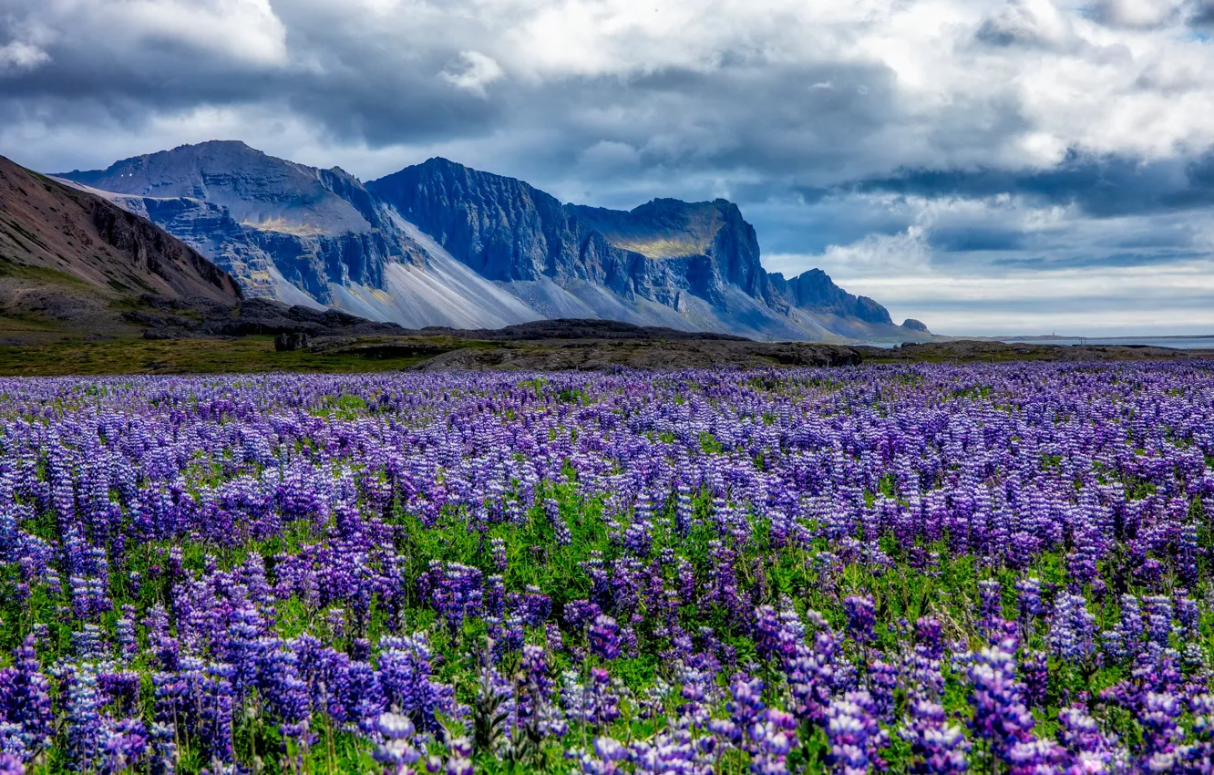Photo wallpaper field, summer, flowers, mountains, meadow, lilac, lupins