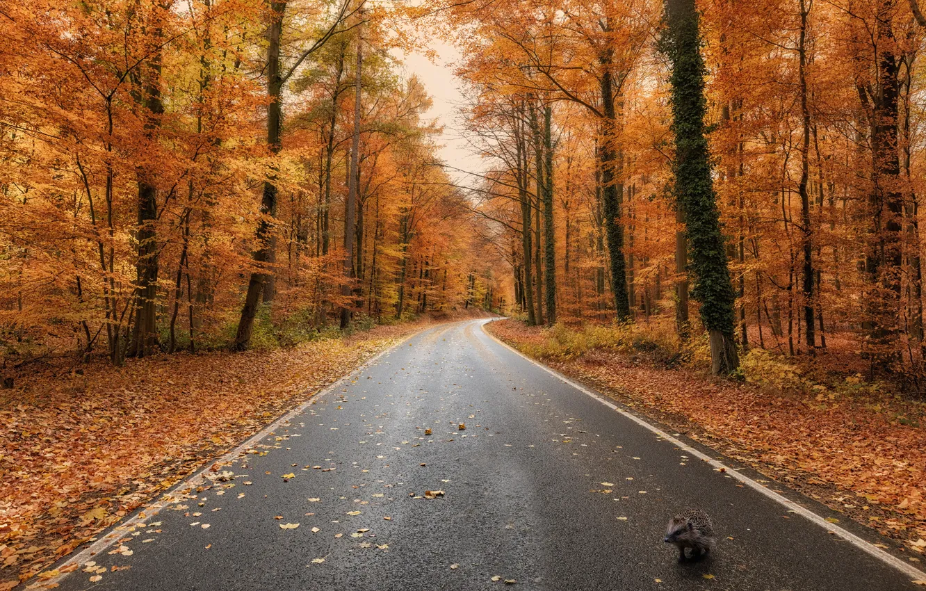 Photo wallpaper road, autumn, forest, highway, hedgehog
