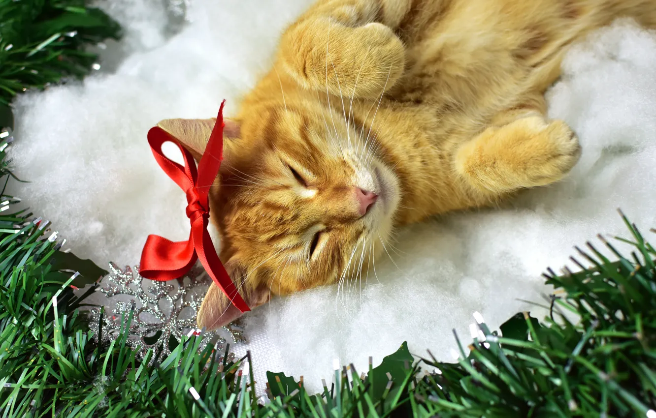 Photo wallpaper cat, cat, snowflakes, pose, holiday, new year, Christmas, sleeping