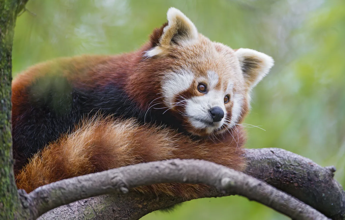 Photo wallpaper branch, red Panda, firefox, red Panda, ©Tambako The Jaguar