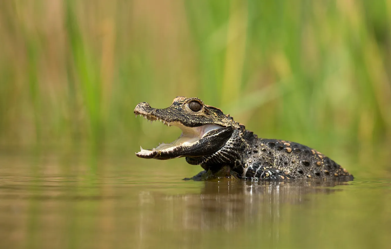 Photo wallpaper look, crocodile, mouth, cub, pond, bokeh, crocodile