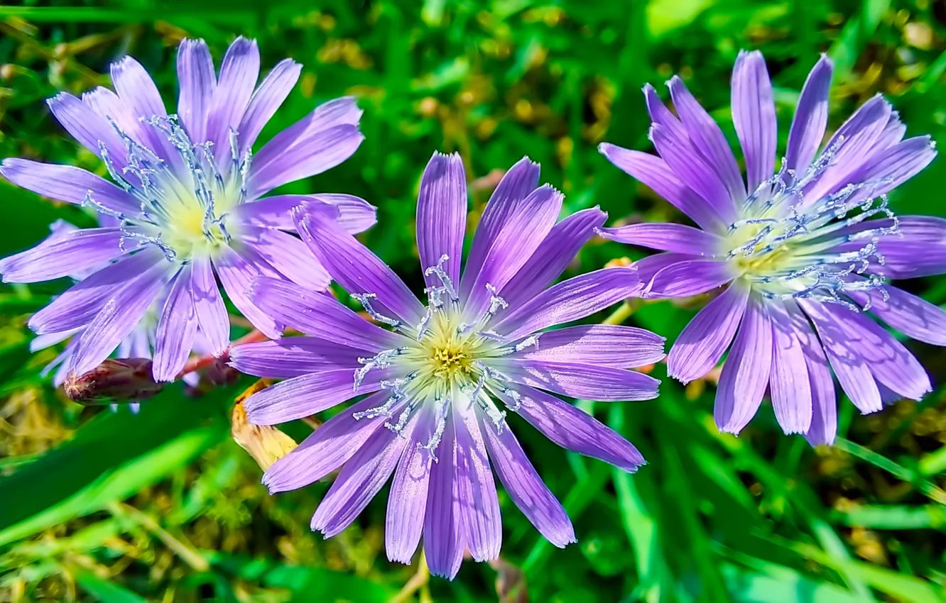 Photo wallpaper summer, flowers, meadow, trio