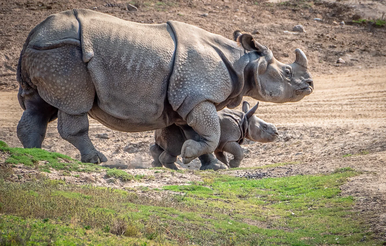 Photo wallpaper baby, Rhino, mom