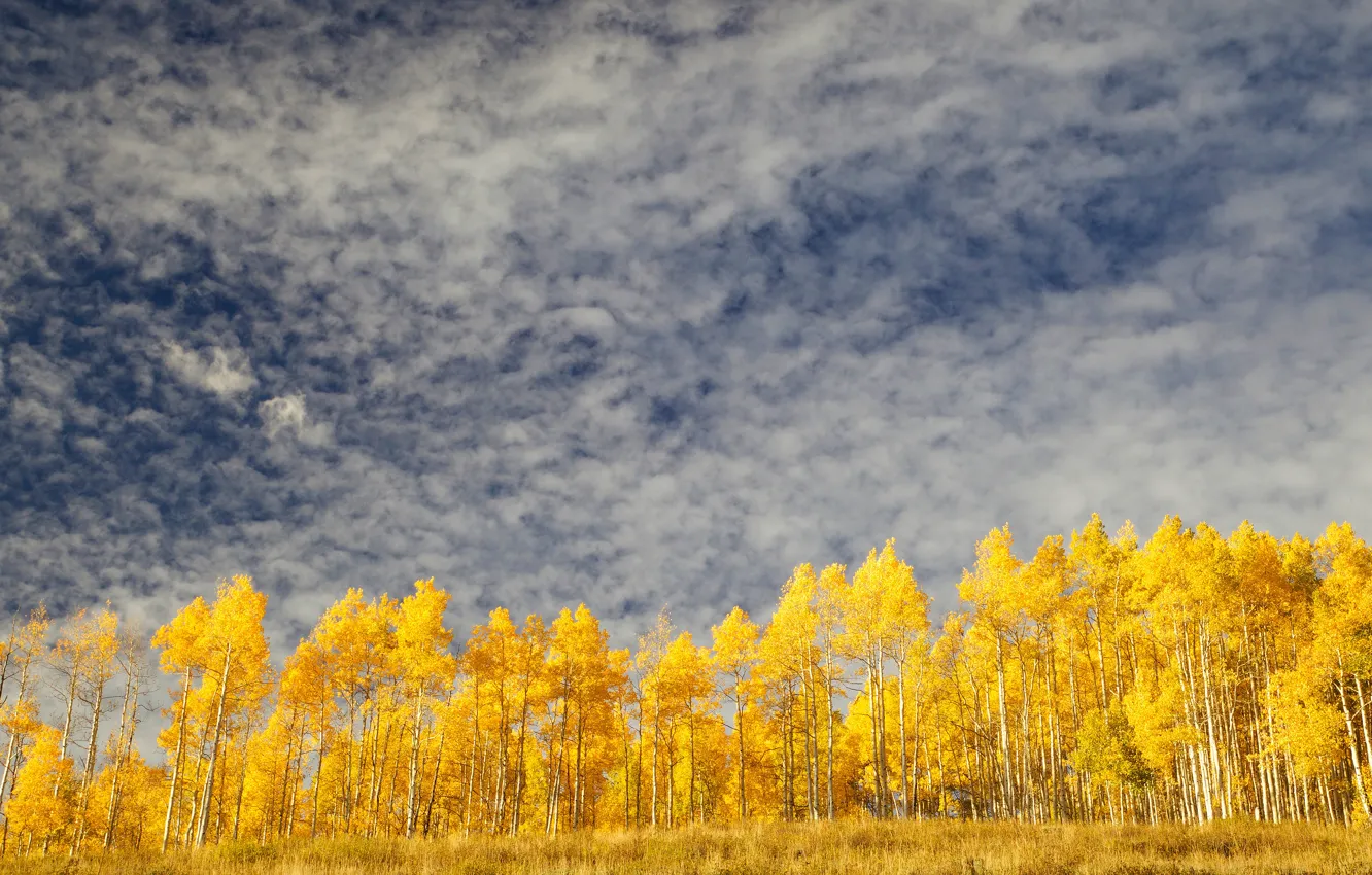 Photo wallpaper autumn, the sky, clouds, trees, yellow, autumn, Golden autumn