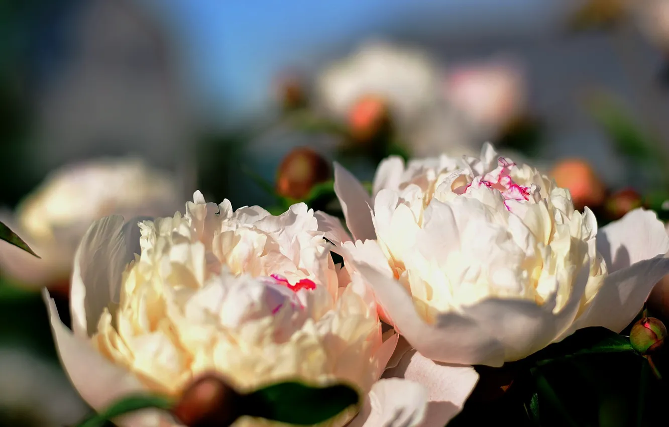 Photo wallpaper white, flowers, spring, flowering, peonies