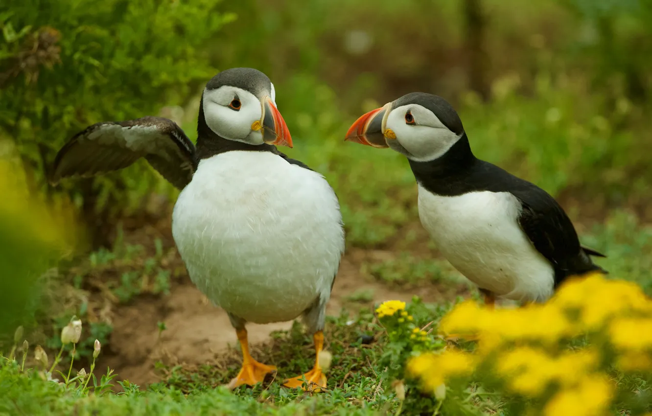 Photo wallpaper nature, bird, two, pair, stalled, Atlantic puffin