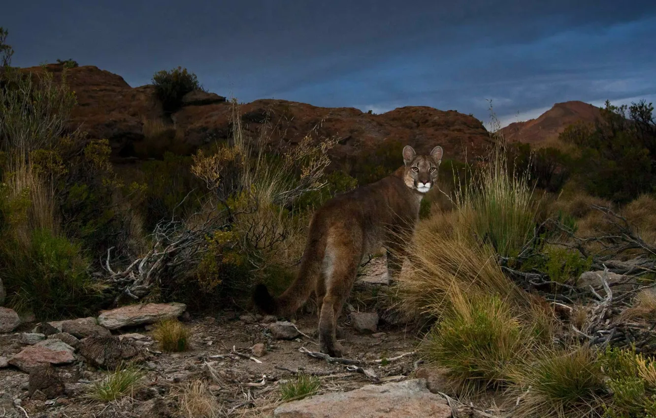 Photo wallpaper cat, Puma, Argentina, Andes