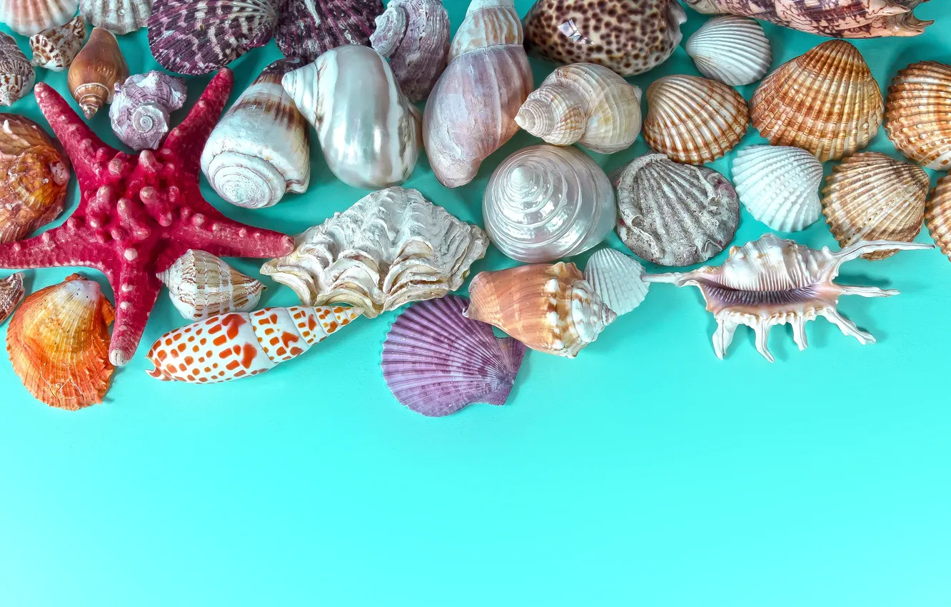 Photo wallpaper sink, shell, starfish, red, different, sea, blue background, collection