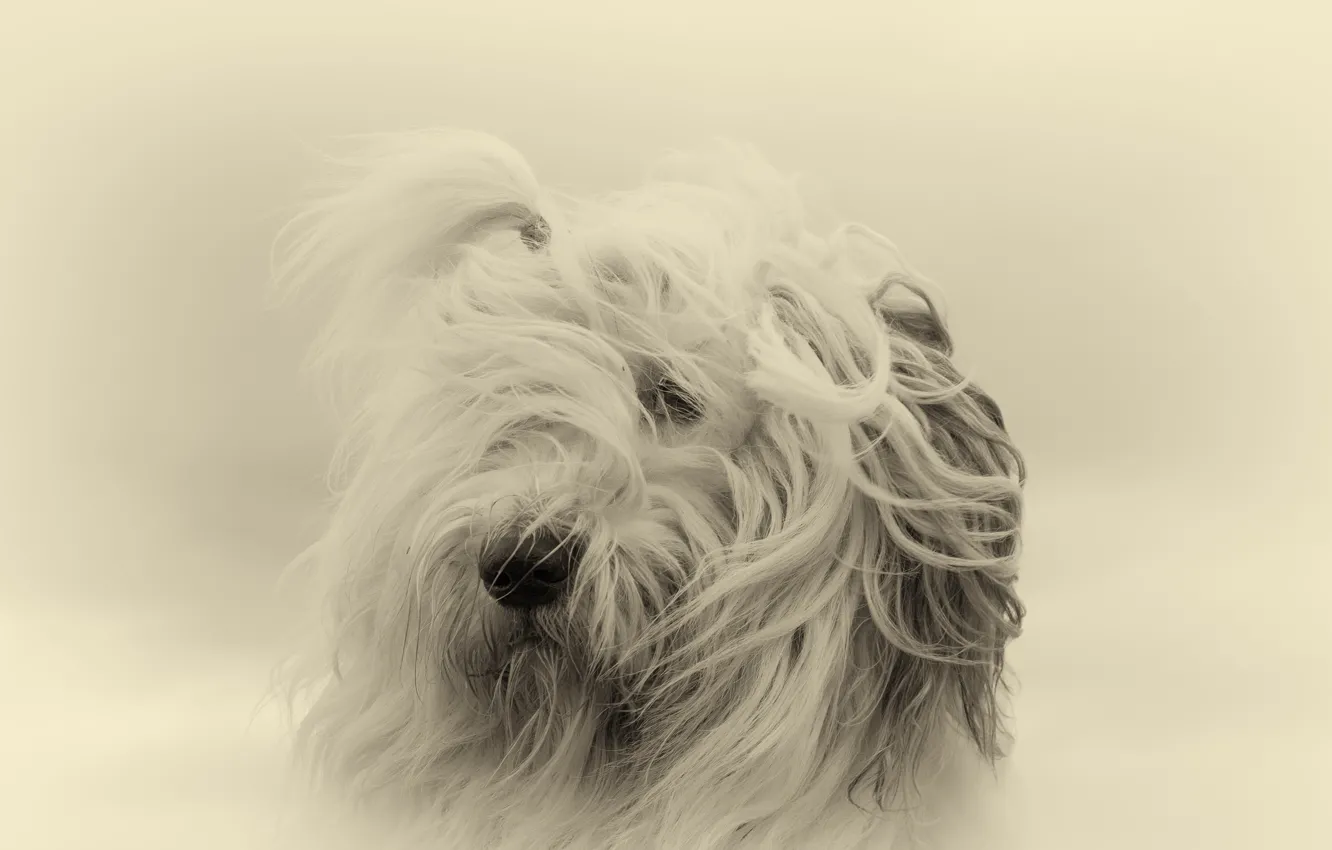 Photo wallpaper look, background, dog