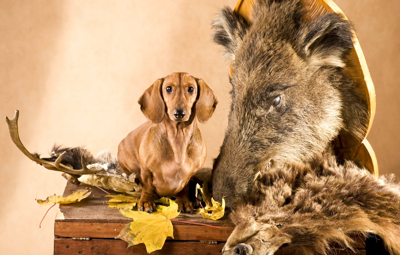Photo wallpaper leaves, dog, head, skin, horns, Dachshund, chest, boar