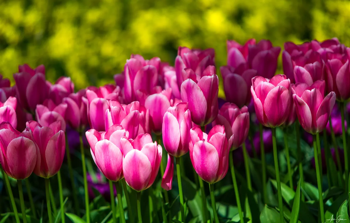 Photo wallpaper buds, a lot, tulpani