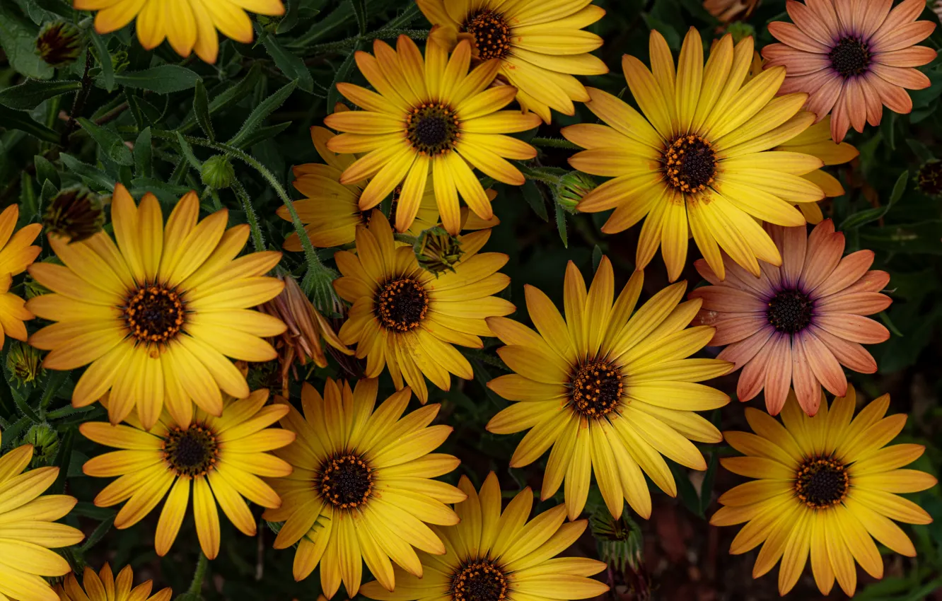 Photo wallpaper flowers, yellow, garden, flowerbed, a lot, Osteospermum