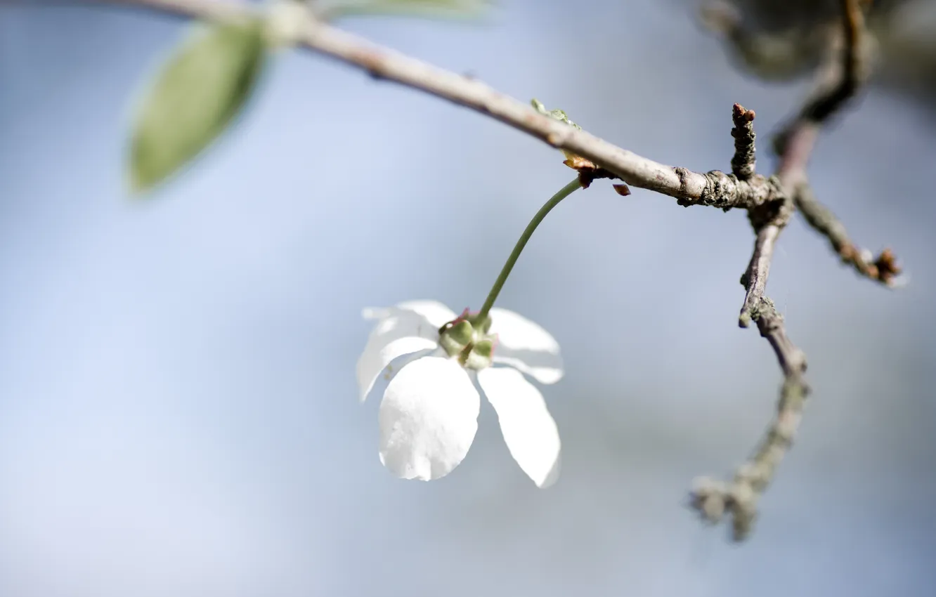 Photo wallpaper white, flower, the sky, macro, sprig, branch, spring, petals