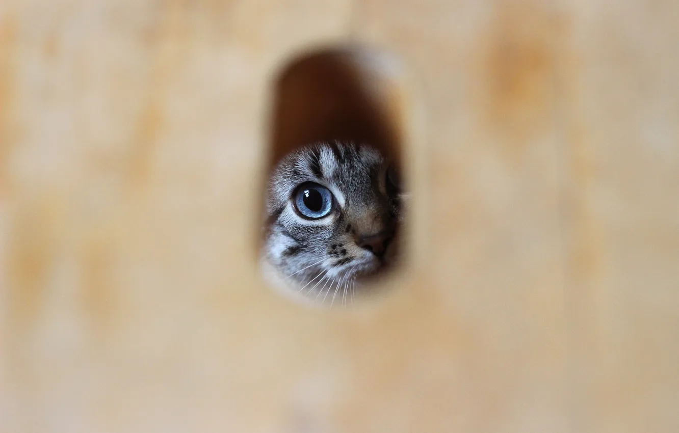 Photo wallpaper eyes, look, Koshak, the gap