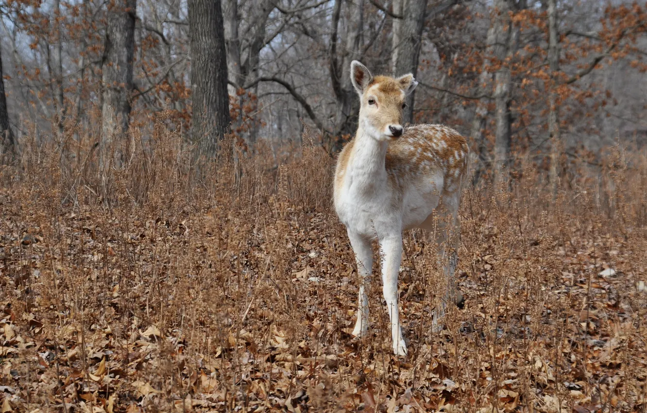 Photo wallpaper forest, nature, ROE