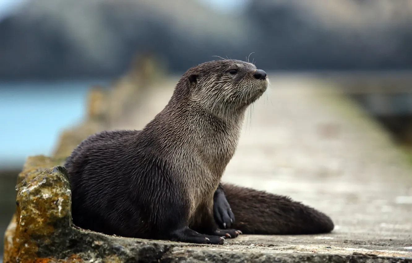 Photo wallpaper nature, background, Ocean Otter