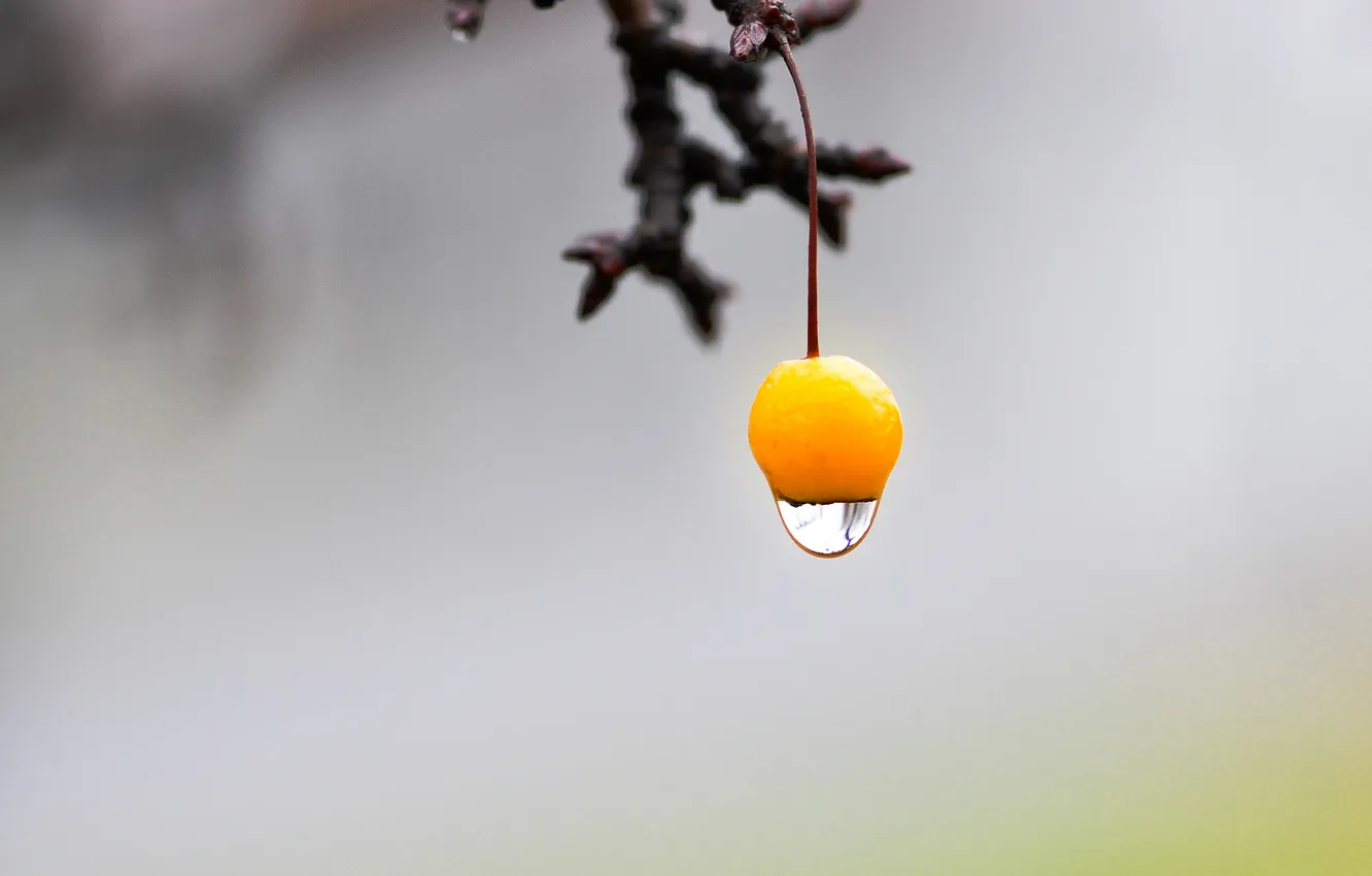 Photo wallpaper drops, branches, yellow, fruit