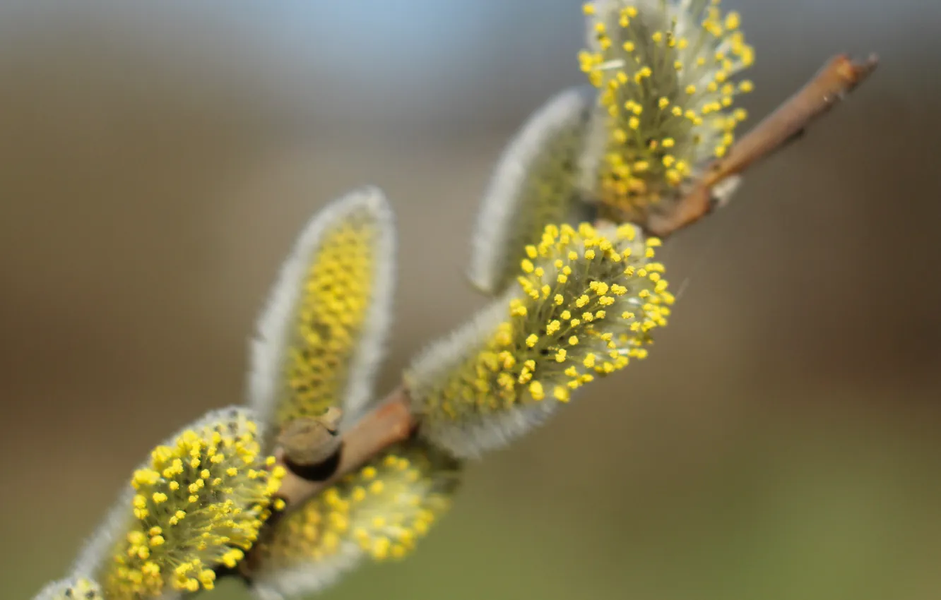 Photo wallpaper spring, twig, base kitten