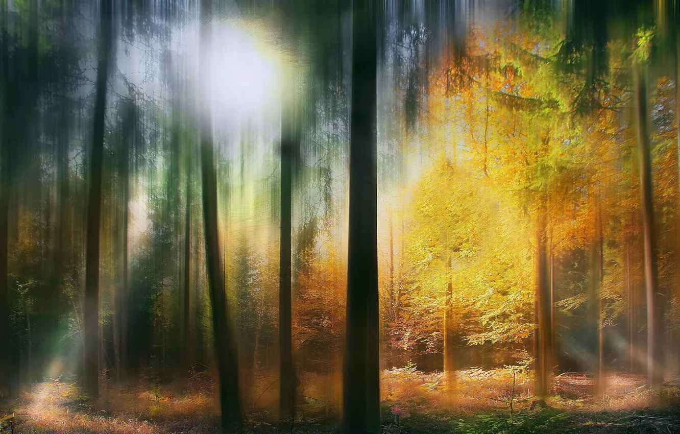 Photo wallpaper abstract, Colours, serene, fairytale forest