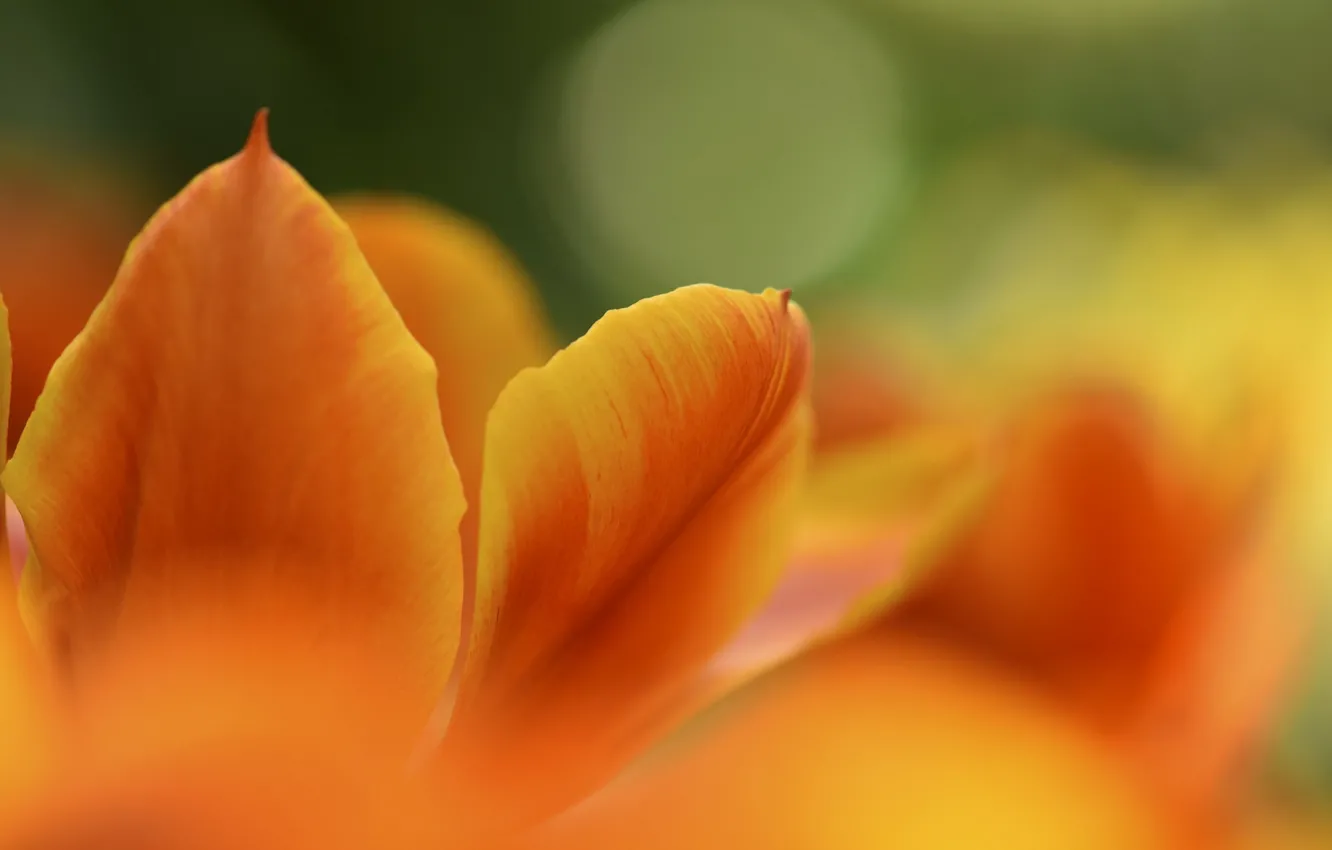 Photo wallpaper macro, flowers, nature