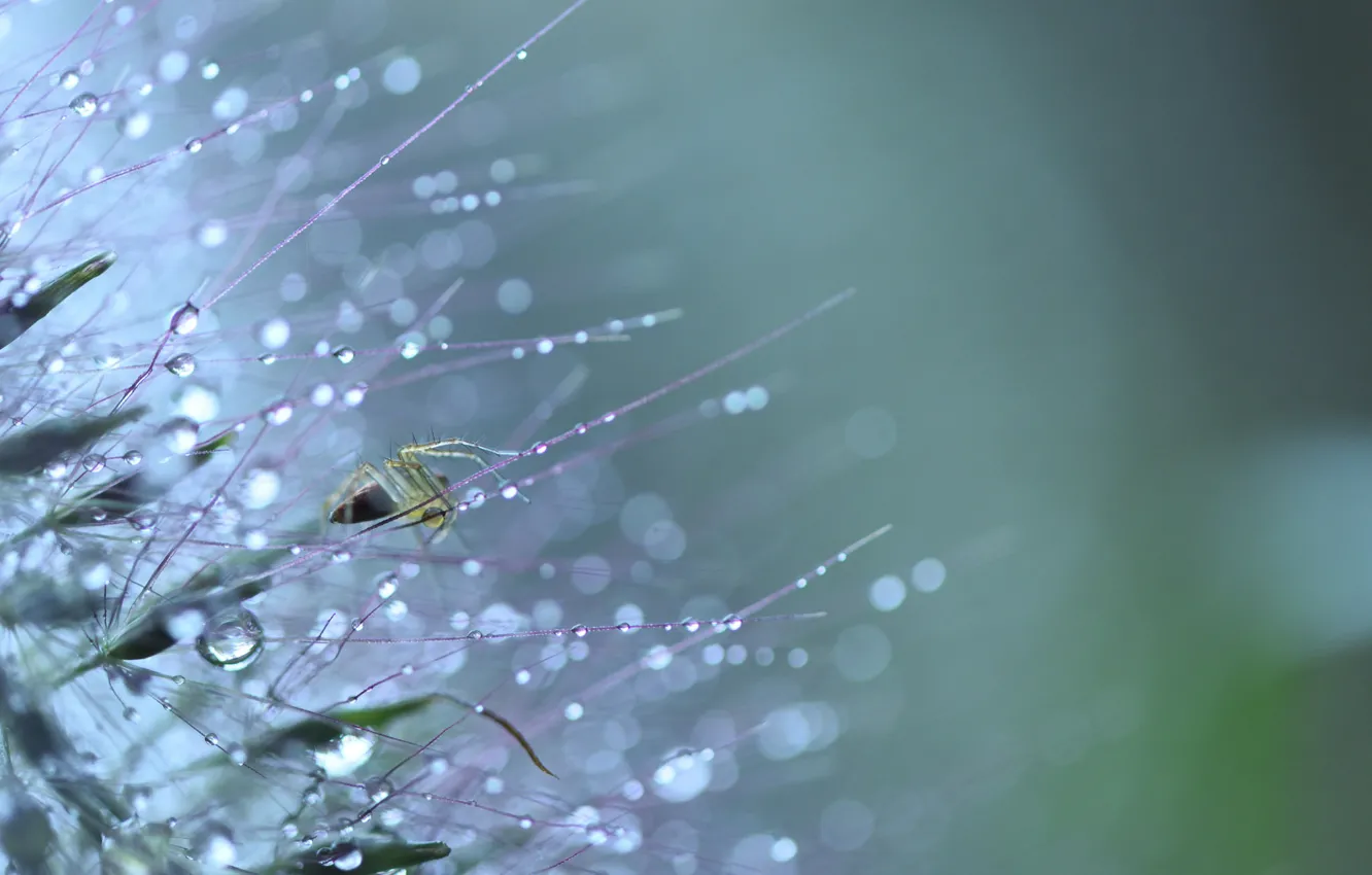 Photo wallpaper spider, drops, dandelion