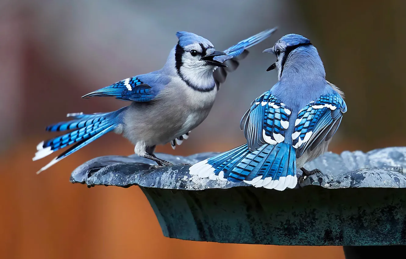 Photo wallpaper birds, a couple, Blue Jay
