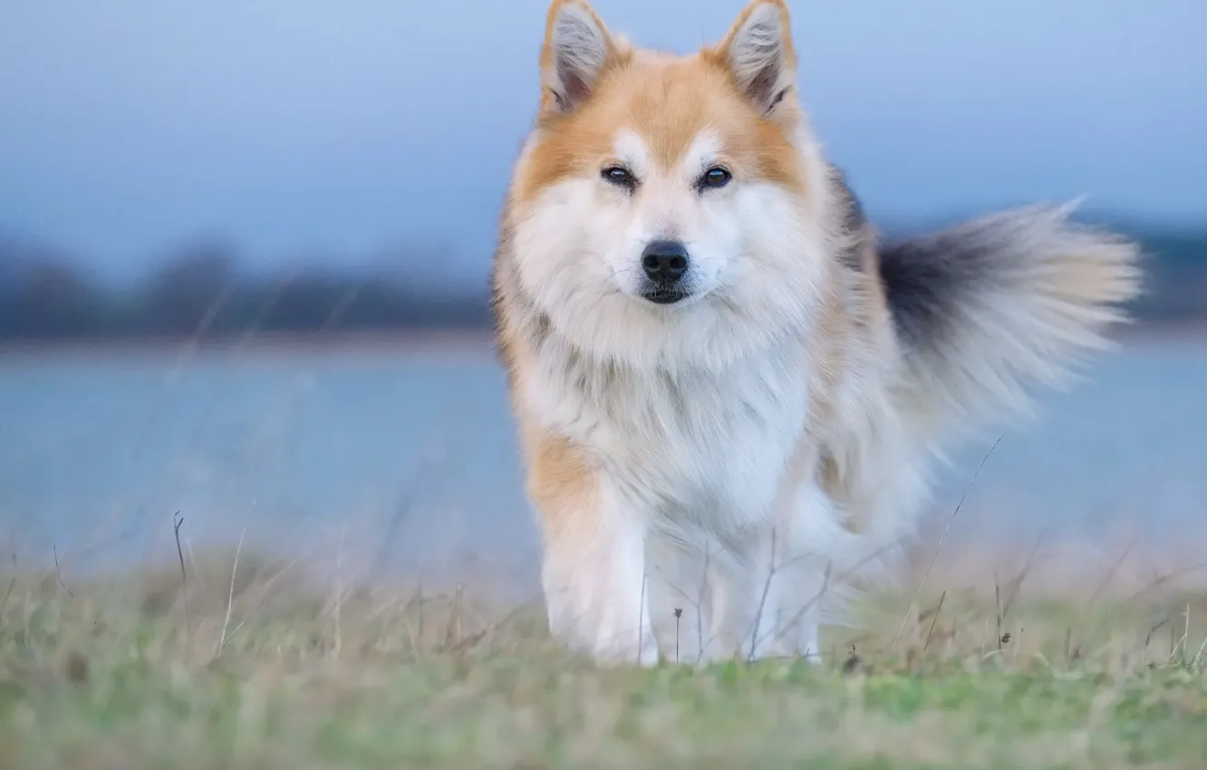Photo wallpaper look, dog, Icelandic Sheepdog, The Icelandic Sheepdog