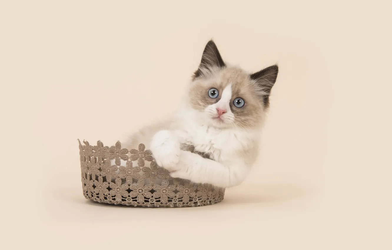 Photo wallpaper cat, look, pose, legs, lies, kitty, blue eyes, face