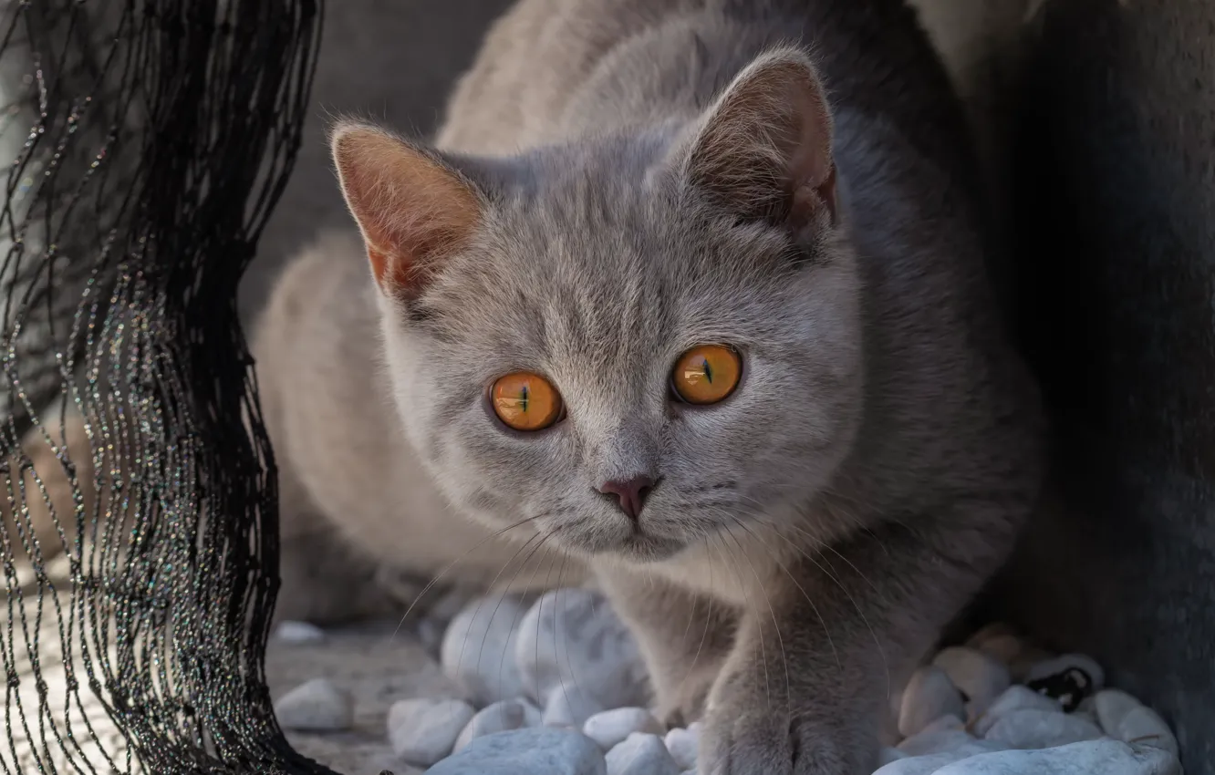 Photo wallpaper cat, cat, look, face, pose, the dark background, stones, grey