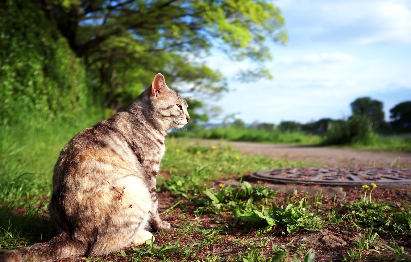 Photo wallpaper cat, sitting, looks, thought