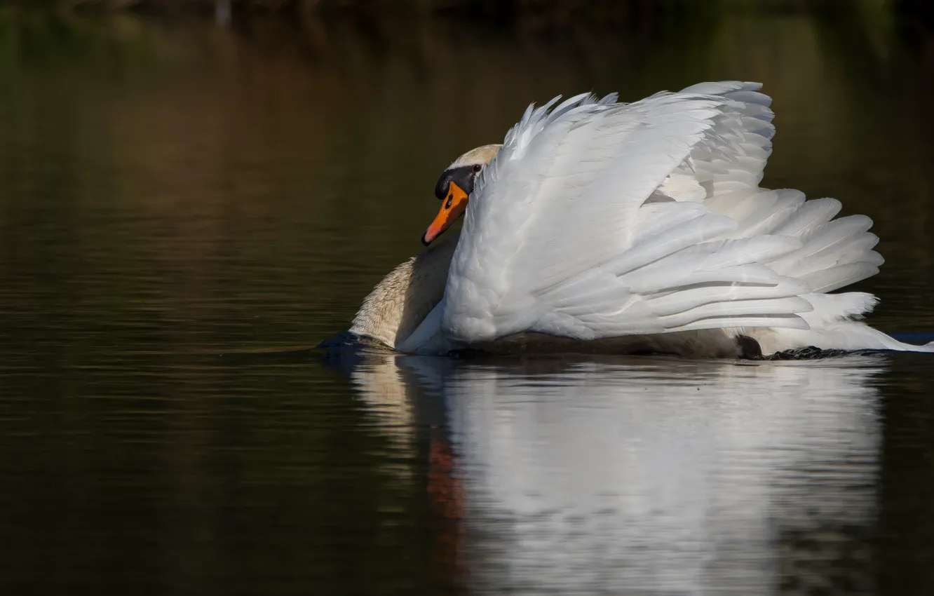 Photo wallpaper white, reflection, background, bird, swans, pond