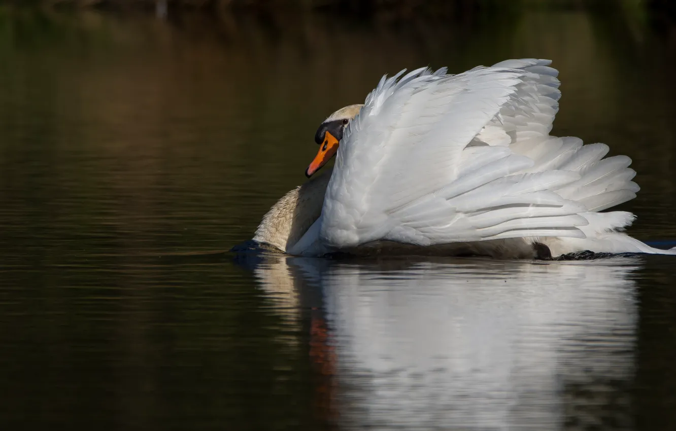Photo wallpaper white, reflection, background, bird, Swan, pond