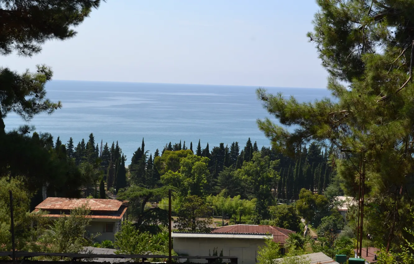 Photo wallpaper sea, forest, pine, cypress, Abkhazia. Summer