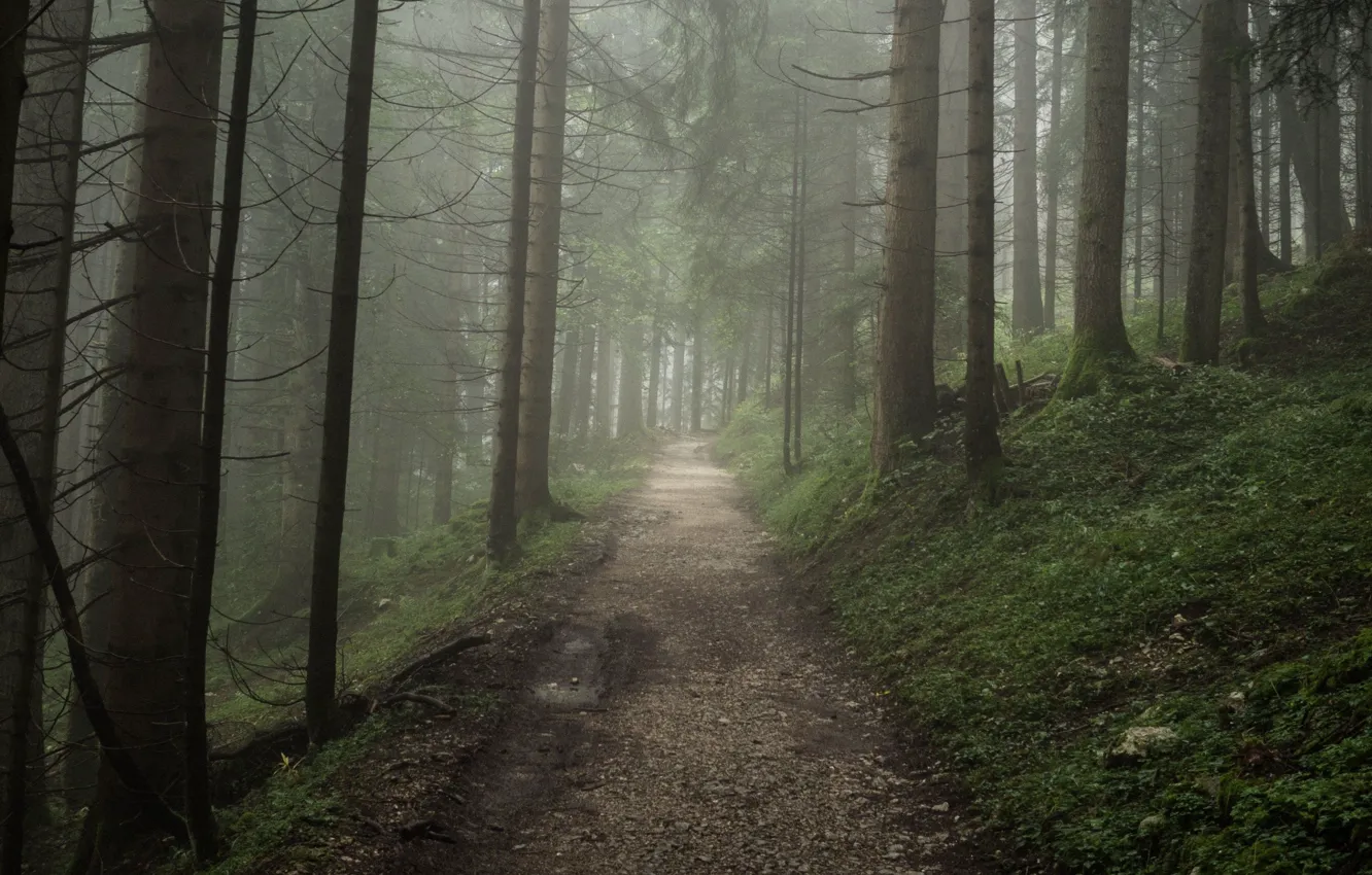 Photo wallpaper forest, trees, nature, path