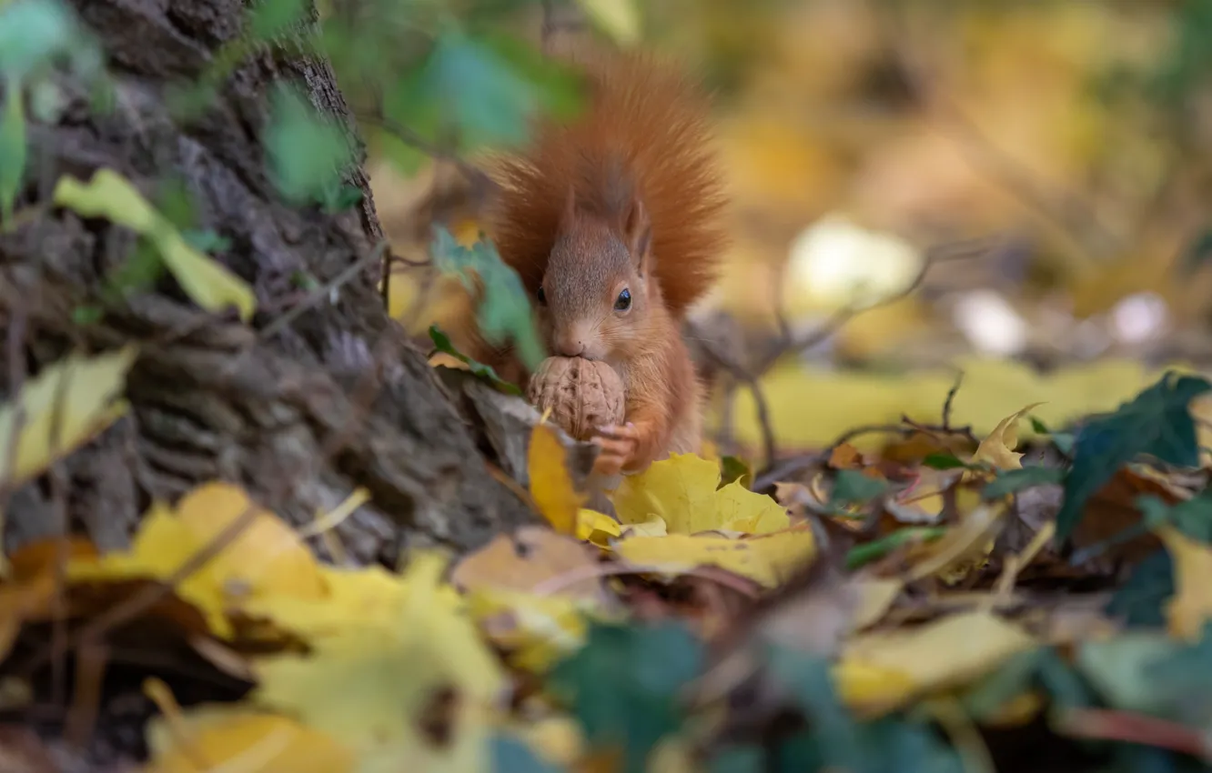 Photo wallpaper autumn, leaves, nature, animal, walnut, protein, animal